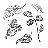 Autumn set of hand drawn doodles. Autumn leaves, acorn on a twig, rose hips. A graphic set of autumn sketching elements for coloring, stickers, posters, postcards, design elements. vector