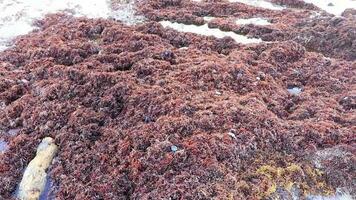 molto disgustoso rosso alga marina sargazo spiaggia con spazzatura inquinamento Messico. video