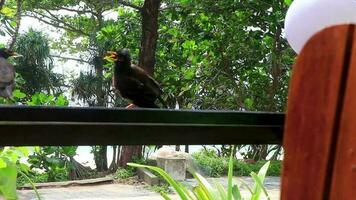 asiatico uccello myna pastori mynah storno foraggiamento cibo nel Tailandia. video