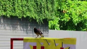 oiseau asiatique myna bergers mynah étourneau en quête de nourriture en thaïlande. video