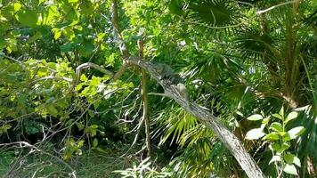 leguan liggande Sammanträde på en gren av en träd Mexiko. video