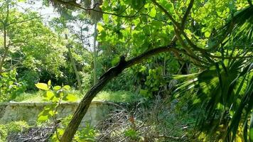 iguana acostada sentada en una rama de un árbol méxico. video