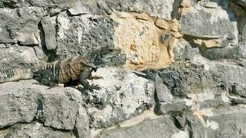 iguane sur rocher tulum ruines site maya temple pyramides mexique. video