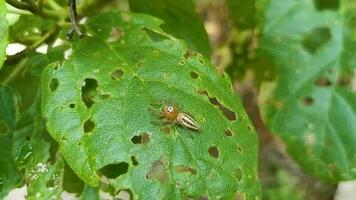 Small orange jumping spider on green foliage leaf Tulum Mexico. video