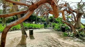 tropisch Urwald Gehen Pfad Palme Bäume Tulum Maya Ruinen Mexiko. video