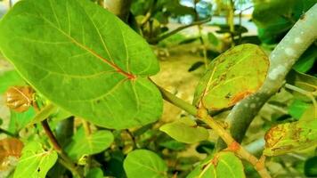 mar uva planta árbol con hojas uvas y semillas México. video