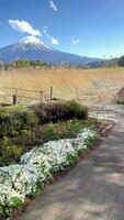 flora tuin met mooi monteren fuji achtergrond gedurende de lente. video