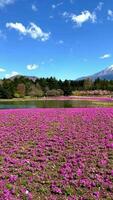 roze bloemen tuin met mooi monteren fuji achtergrond gedurende de lente. video