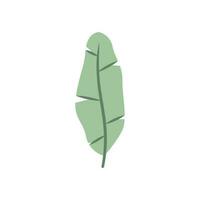 Beautiful flat banana leaf. Jungle foliage illustration. Plant floral design vector