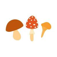 Three wild mushrooms, amanita, boletus and chanterelle. Mushroom picking, autumn time. Flat mushrooms are isolated on a white background. vector