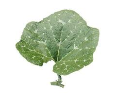 Green pumpkin leaves isolated with transparent background tree branch green vegetables photo