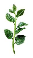 verde vegetales es llamado pui pelusa en bangaldesh aislado hoja árbol rama transparente foto