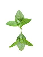 green Basil leaf tree branch isolated transparent background nature plant photo