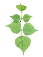 green bean tree leaves branch png transparent with white background photo