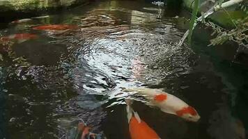 koi pesce nel il stagno, adatto per bellissimo casa decorazione video