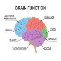 Brain function diagram infographic in flat design on white background. vector