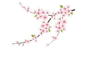 Cherry blossom and sakura flower. cherry blossom vector. cherry bud. Pink sakura flower vector