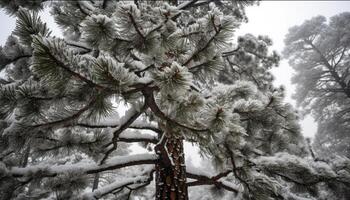 escarchado abeto árbol soportes alto en nieve cubierto bosque generado por ai foto