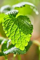 Close-up of a Mentha L. on the bush. photo