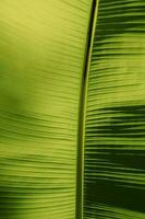 Textured Abstract Background of Banana tree leave. photo