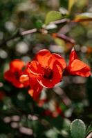 A branch of flowering chaenomeles in a Japanese garden in spring. photo