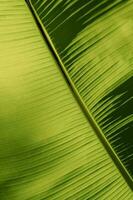 Textured Abstract Background of Banana tree leave. photo