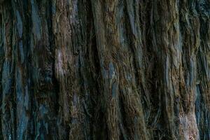 Natural background with the texture of the bark of a real tree. photo