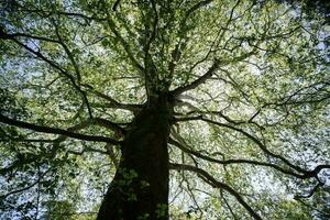 Giant redwood tree view from below to the sky through the branches. photo