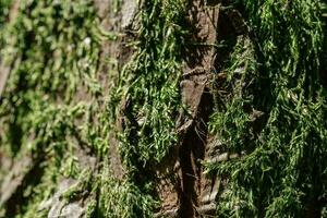 Natural background with the texture of the bark of a real tree. photo