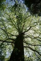 Giant redwood tree view from below to the sky through the branches. photo