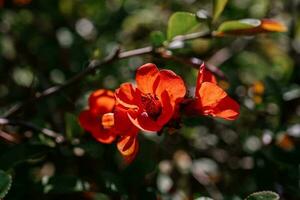 A branch of flowering chaenomeles in a Japanese garden in spring. photo