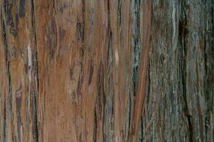 Natural background with the texture of the bark of a real tree. photo