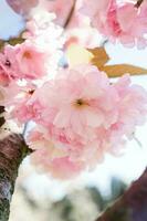 Pink cherry blossoms on a branch with a blurred background. photo