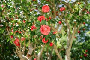 A blooming pink camellia tree in the garden. photo