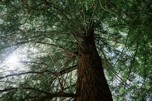 Giant redwood tree view from below to the sky through the branches. photo