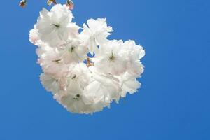 Cherry blossoms on a branch with a blurred background. photo