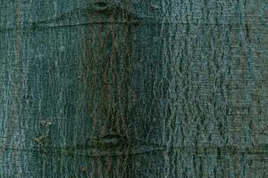 Natural background with the texture of the bark of a real tree. photo