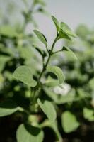 A green house plant and its leaves close-up. photo