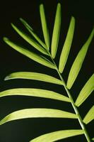 Macro photography of plant leaves on a dark background. photo