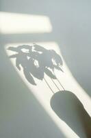 The shadow of a plant in a flower pot. photo