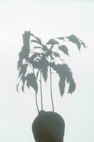 el sombra de un planta en un flor maceta. foto