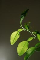 macro fotografía de planta hojas en un oscuro antecedentes. foto