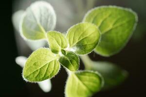 Macro photography of plant leaves on a dark background. photo