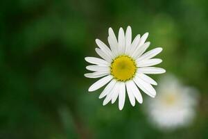 Chamomile flower on a natural green background. photo