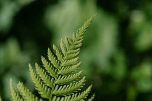 Athyrium filix-femina on a natural green background. photo