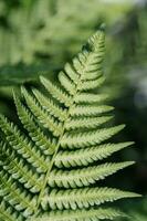 Athyrium filix-femina on a natural green background. photo