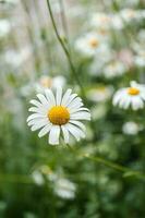 Chamomile flower on a natural green background. photo