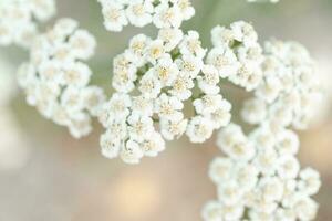 Light and light background of the flowering Achillea setacea. photo