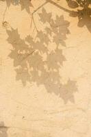 The shadow of the tree leaves on the old beige wall. photo