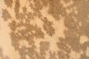 The shadow of the tree leaves on the old beige wall. photo